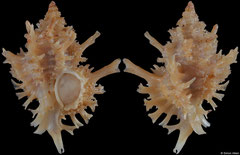 Favartia pelepili (Philippines, 28,1mm)
