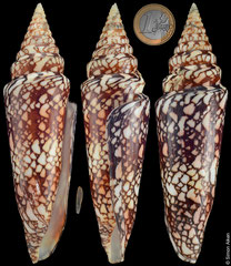 Conus milneedwardsi clytospira (India, 147,3mm) F+/F++ €110.00
