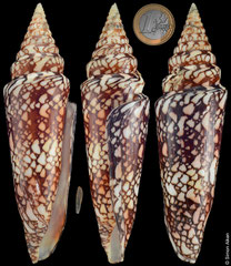 Conus milneedwardsi clytospira (India, 147,3mm) F+/F++ €100.00