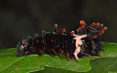 Common birdwing (Troides helena) larva, Kampong Trach, Cambodia