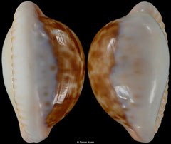 Cypraea castanea form 'latebrosa' (South Africa, 35,1mm)