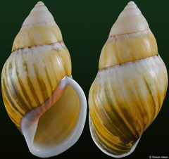 Amphidromus johnstanisici (Vietnam, 66,4mm)
