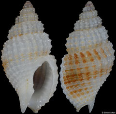 Antillophos opimus (Philippines, 15,2mm) F+++ €7.00 (specimens for sale are 13-15mm and are of the same quality as the specimen illustrated)