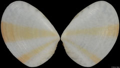 Tellinidae sp. (Philippines, 7,4mm) F+++ €3.30