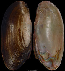 Mutela bourguignati (Lake Victoria, Uganda, 85,1mm) F++ €6.50 (specimens for sale are 83mm+ and are of the same quality as the specimen illustrated)