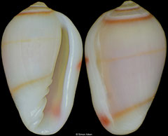 Gibberula rachmaninovi (Cape Verde, 6,5mm)