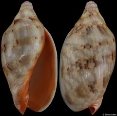Cymbiola rutila (Papua New Guinea, 60,4mm)