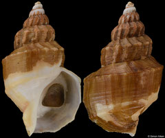 Buccinum polare (Alaska, 72,5mm)