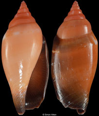 Terestrombus fragilis (Philippines, 22,4mm)