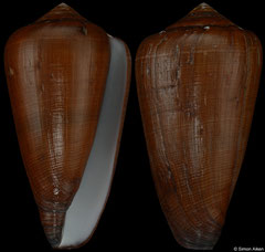 Conus vezoi (Madagascar, 72,1mm) F+/F++ €48.00 (specimens for sale are 72-73mm and are of the same quality as the specimen illustrated)