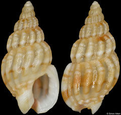 Nassarius formosus (South Africa, 6,5mm) F+++ €2.00 (specimens for sale are 5-6mm and are of the same quality as the specimen illustrated)