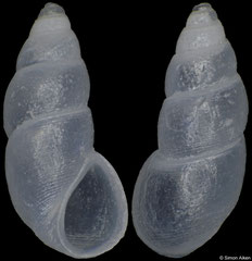 Pseudonoba cf. delicata (Philippines, 3,5mm) F++ €6.00 (specimens for sale are c.3mm and are of the same quality as the specimen illustrated)