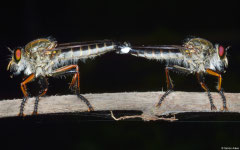 Robber flies (Asilidae sp.), Balut Island, Philippines