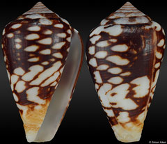 Conus reticulatus (Senegal, 30,1mm) F+/F++ €15.00