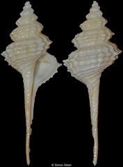 Coluzea wormaldi (New Zealand, 63,0mm)
