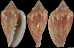 Glabella denticulata (Senegal, 22,5mm)