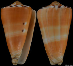 Conus barthelemyi (Réunion, 67,6mm)