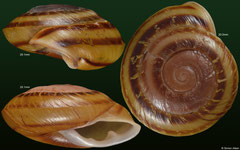 Pleurodonte josephinae (Guadeloupe)