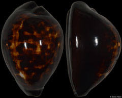 Cypraea decipiens (Western Australia, 54,4mm)
