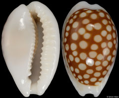 Cypraea comma form 'toliaraensis' (Madagascar, 17,6mm) F+++ €4.50 (specimens for sale are 17mm and are of the same quality as the specimen illustrated)