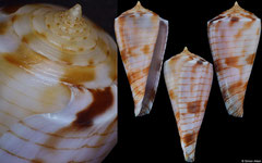 Conus kimioi (Philippines, 27,0mm)