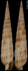 Profunditerebra anseeuwi (Philippines, 32,2mm)