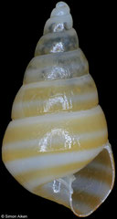 Pyramidella guardiarioorum (Philippines, 9,1mm)