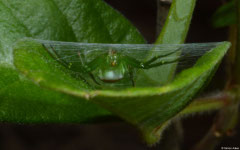 Orbweaver spider (Prasonica cf. seriata), Fianarantsoa, Madagascar