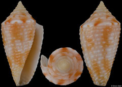 Conus ogum (Brazil, 15,1mm)