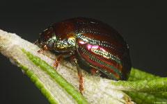 Rosemary beetle (Chrysolina americana), York, UK