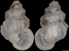 Parashiela ambulata (Philippines, 1,1mm)