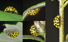 Twenty-two-spot ladybird (Psyllobora vigintiduopunctata), York, UK