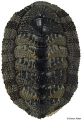 Sypharochiton pelliserpentis (New Zealand, 24,0mm) F+/F++ €6.00 (specimens for sale are 24mm+ and are of the same quality as the specimen illustrated)