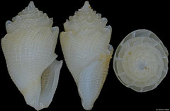 Conopleura striata (Philippines, 15,3mm)