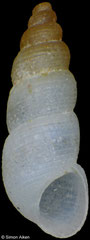 Finella rufocincta (Philippines, 3,2mm)