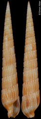 Profunditerebra hiscocki (Philippines, 43,0mm)