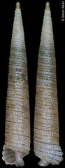 Inella maxillaris (Philippines, 10,4mm)