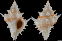 Acanthotrophon carduus (Pacific Panama, 23,3mm)