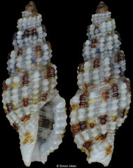Kermia daedalea (Philippines, 5,3mm)