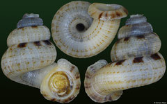 Adamsiella sp. (Jamaica, 16,7mm)