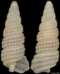 Cerithiopsis cf. chapmaniana (South Africa, 4,0mm) F+ €2.50 (specimens for sale are 3-4mm and are of the same quality as the specimen illustrated)