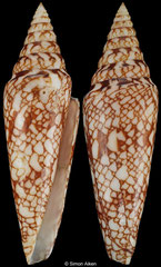 Conus milneedwardsi milneedwardsi (South Africa, 78,7mm)