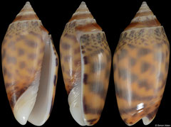 Oliva buelowi phuketensis (Thailand, 30,6mm)