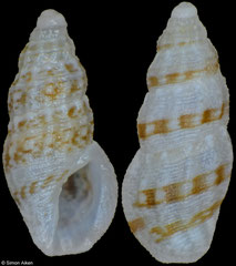 Anacithara cf. themeropsis (Philippines, 4,3mm, 4,7mm)