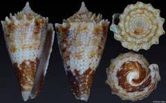 Conus chiangi (Philippines, 18,2mm)