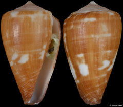 Conus marckeppensi (Cape Verde, 17,7mm) F++ €39.00