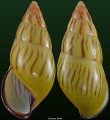 Amphidromus christabaerae (Vietnam, 34,4mm)