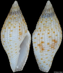 Mitromorpha punctata (Philippines, 9,2mm)