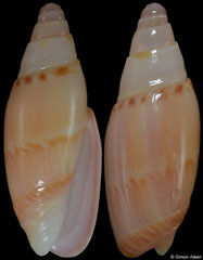 Oliva lacanientai (Philippines, 14,6mm)
