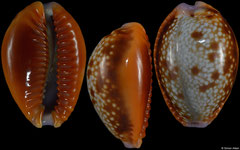 Cypraea helvola form 'argella' (Tanzania, 20,5mm) F+++ €1.60 (specimens for sale are 19mm+ and are of the same quality as the specimen illustrated)